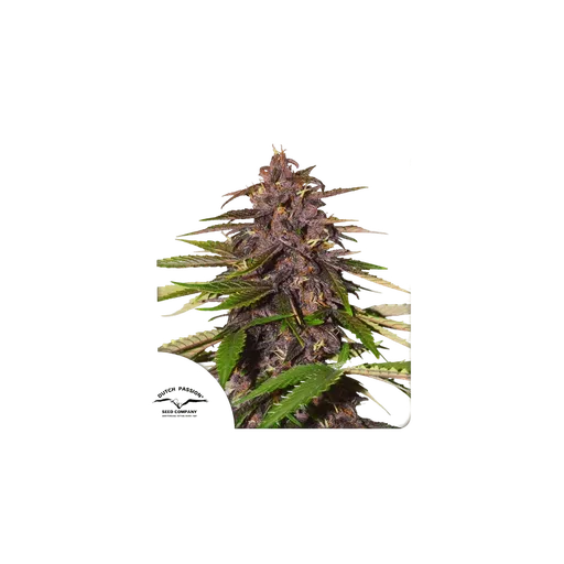 Forbidden Cherry | AUTOFEM | Dutch Passion