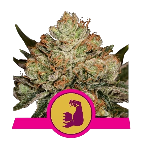 HulkBerry | PHOTOFEM | Royal Queen Seeds