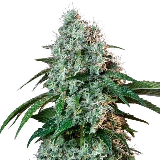 HulkBerry | PHOTOFEM | Royal Queen Seeds