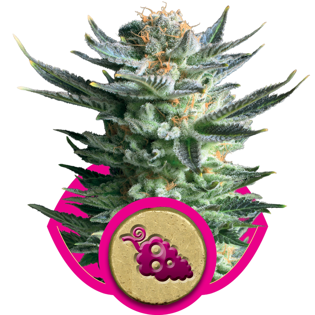 Fruit Spirit | PHOTOFEM | Royal Queen Seeds
