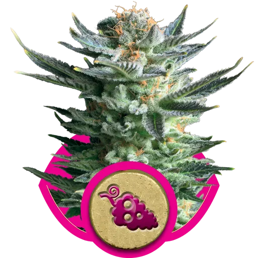 Fruit Spirit | PHOTOFEM | Royal Queen Seeds
