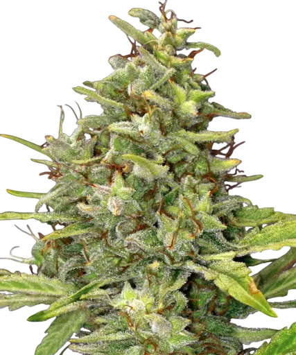 G13 Haze | PHOTOFEM | Barneys Farm