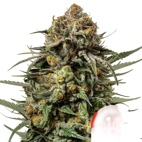 Gelato 44 | PHOTOFEM | Royal Queen Seeds