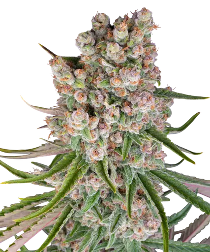 GMO Auto | AUTOFEM | Barneys Farm