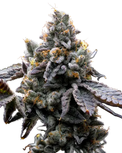 GMO Cookies | PHOTOFEM | Barneys Farm