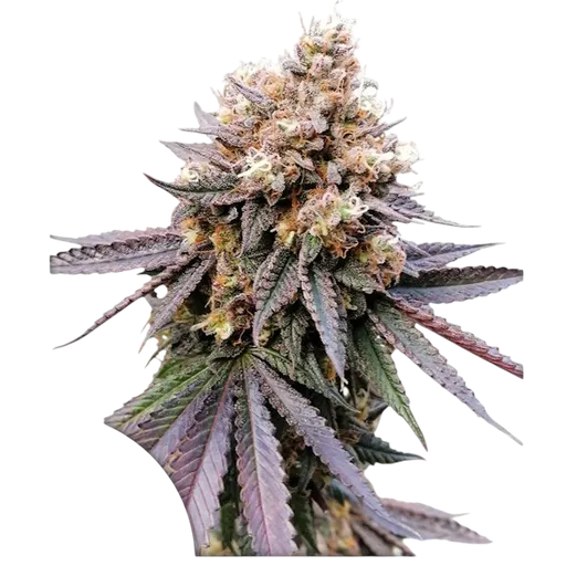 GMO FAST | PHOTOFEM | Dutch Passion