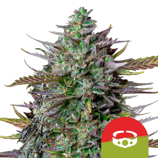 GOATlato | AUTOFEM | Royal Queen Seeds