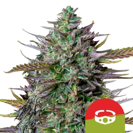 GOATlato | AUTOFEM | Royal Queen Seeds