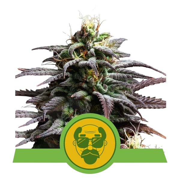Granddaddy Purple | AUTOFEM | Royal Queen Seeds