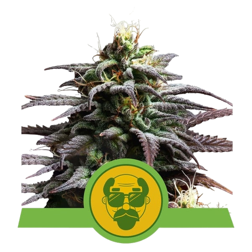 Granddaddy Purple | AUTOFEM | Royal Queen Seeds