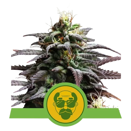 Granddaddy Purple Auto | AUTOFEM | Royal Queen Seeds