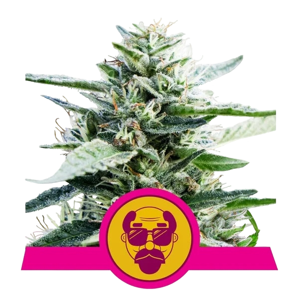 Granddaddy Purple | PHOTOFEM | Royal Queen Seeds