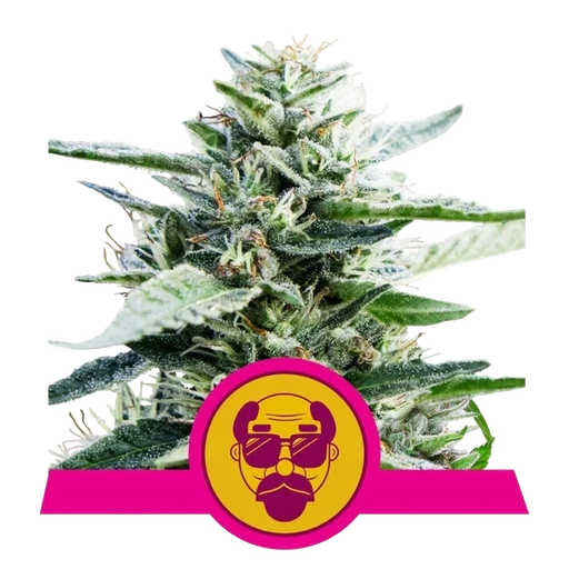 Granddaddy Purple | PHOTOFEM | Royal Queen Seeds