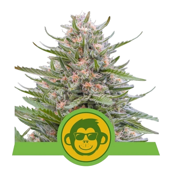 Grape Ape | AUTOFEM | Royal Queen Seeds