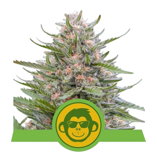 Grape Ape | AUTOFEM | Royal Queen Seeds