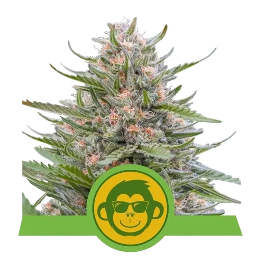 Grape Ape Auto | AUTOFEM | Royal Queen Seeds