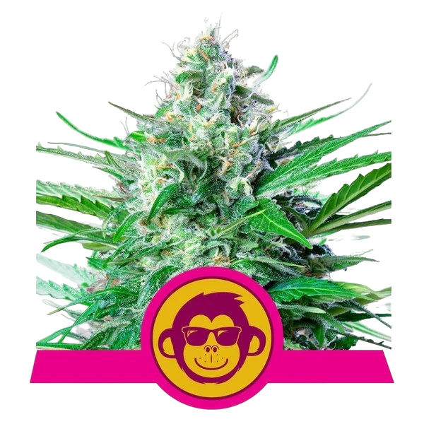 Grape Ape | PHOTOFEM | Royal Queen Seeds