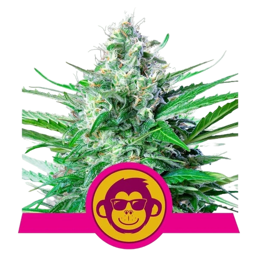 Grape Ape | PHOTOFEM | Royal Queen Seeds