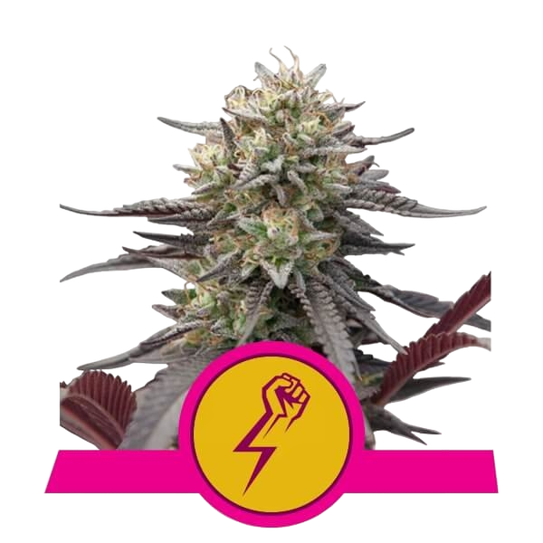 Green Crack Punch | PHOTOFEM | Royal Queen Seeds