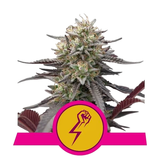 Green Crack Punch | PHOTOFEM | Royal Queen Seeds
