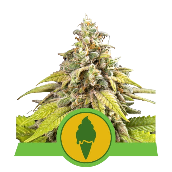 Green Gelato | AUTOFEM | Royal Queen Seeds