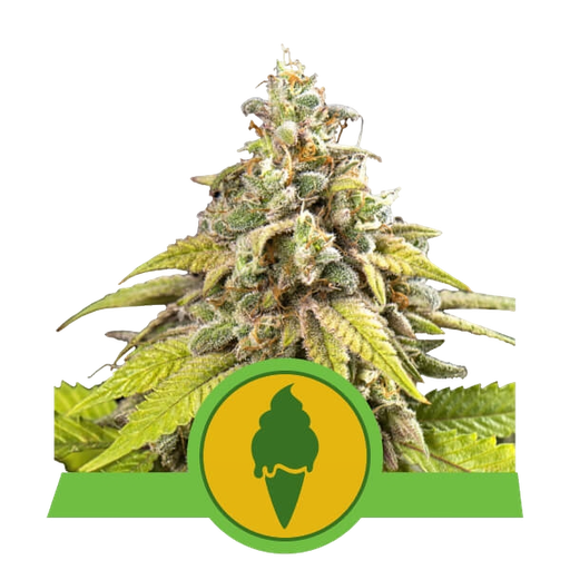 Green Gelato | AUTOFEM | Royal Queen Seeds