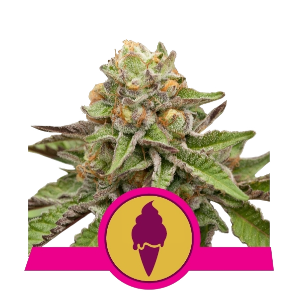 Green Gelato | PHOTOFEM | Royal Queen Seeds
