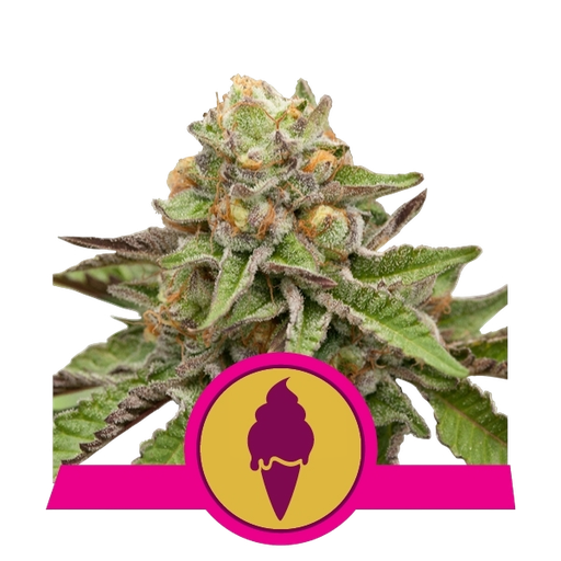 Green Gelato | PHOTOFEM | Royal Queen Seeds