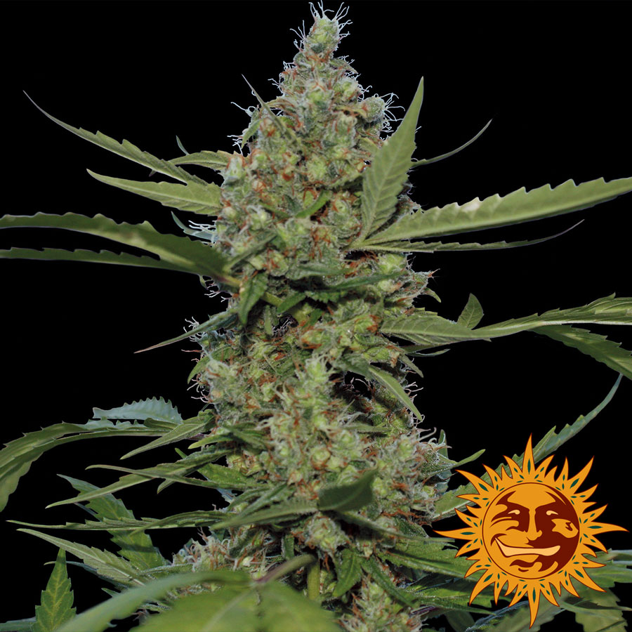 Laughing Buddha | PHOTOFEM | Barneys Farm