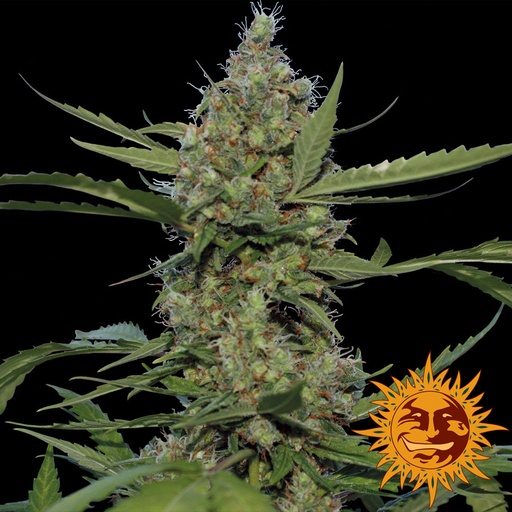 Laughing Buddha | PHOTOFEM | Barneys Farm