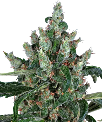 Laughing Buddha | PHOTOFEM | Barneys Farm