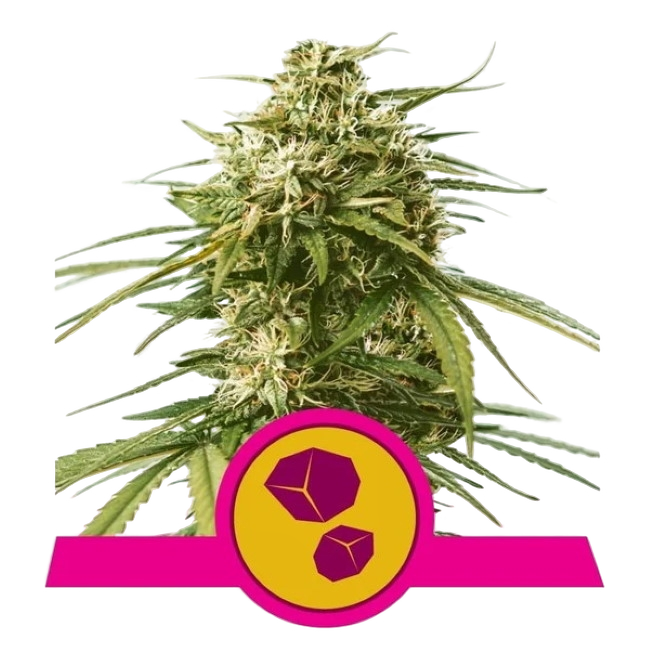 Gushers | PHOTOFEM | Royal Queen Seeds