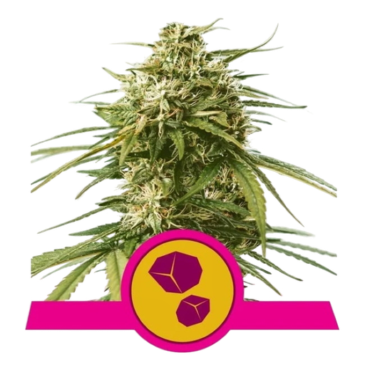 Gushers | PHOTOFEM | Royal Queen Seeds