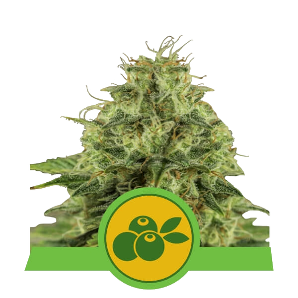 Haze Berry | AUTOFEM | Royal Queen Seeds