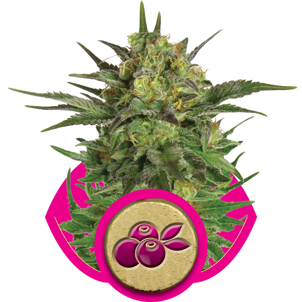 Haze Berry | PHOTOFEM | Royal Queen Seeds