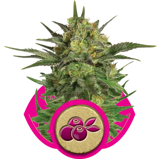 Haze Berry | PHOTOFEM | Royal Queen Seeds