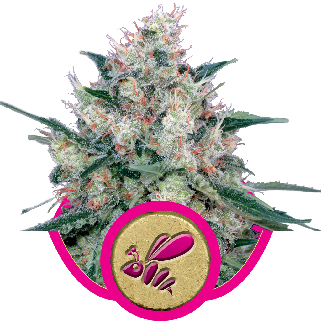 Honey Cream FAST Version | PHOTOFEM | Royal Queen Seeds