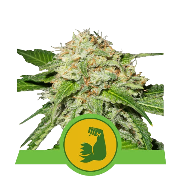 HulkBerry | AUTOFEM | Royal Queen Seeds