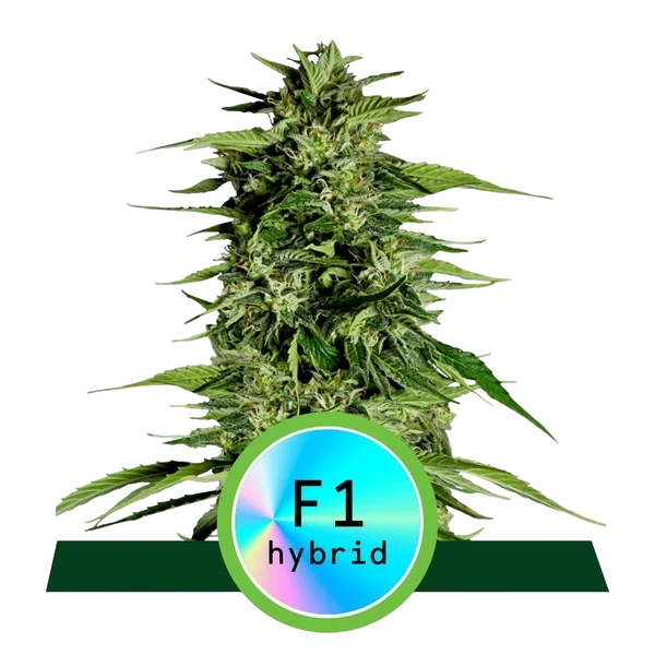 Hyperion F1 | AUTOFEM | Royal Queen Seeds