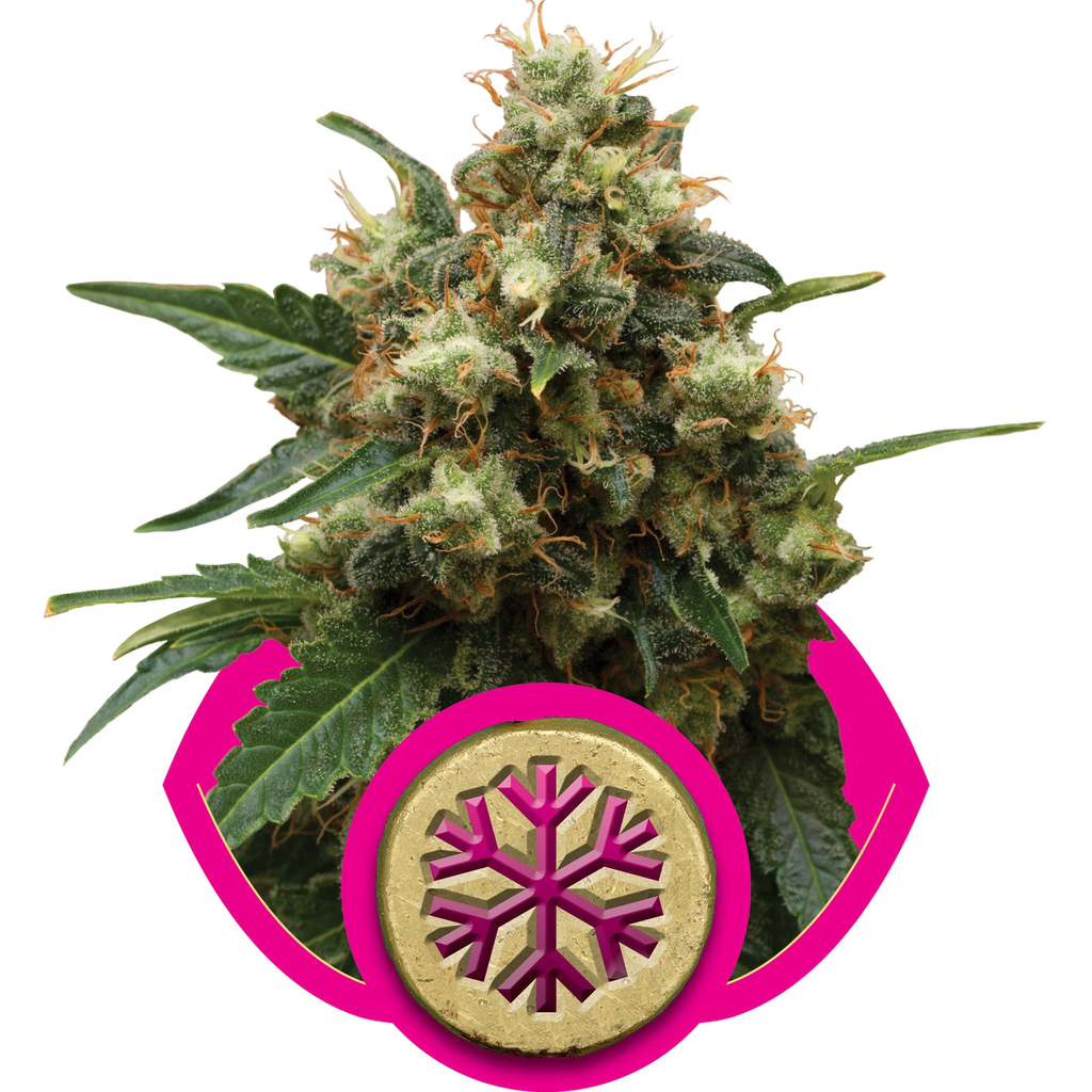 Ice | PHOTOFEM | Royal Queen Seeds