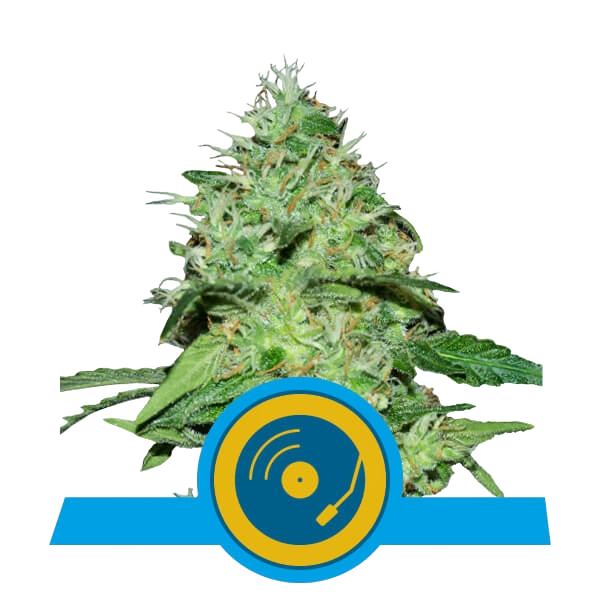 Joannes CBD | PHOTOFEM | Royal Queen Seeds