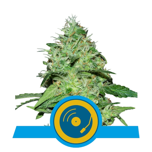 Joannes CBD | PHOTOFEM | Royal Queen Seeds