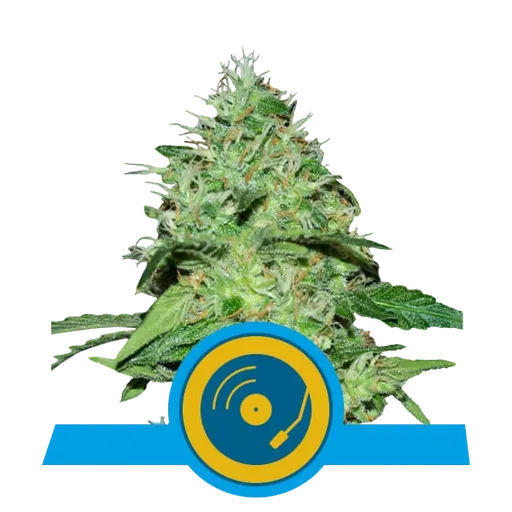 Joannes CBD | PHOTOFEM | Royal Queen Seeds