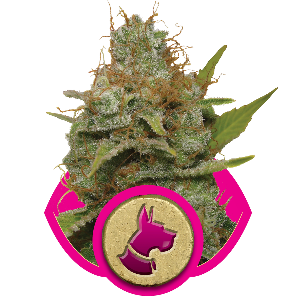 Kali Dog | PHOTOFEM | Royal Queen Seeds