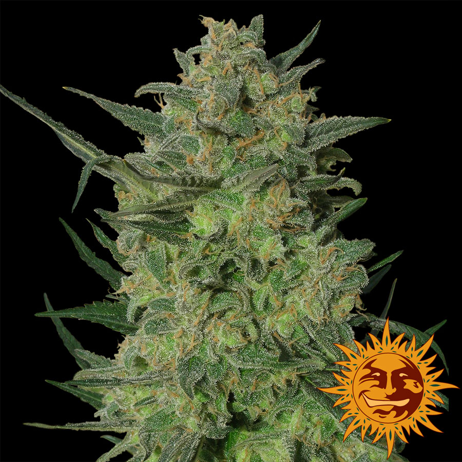 LSD | PHOTOFEM | Barneys Farm