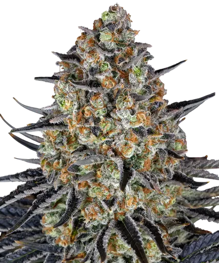 LSD | PHOTOFEM | Barneys Farm