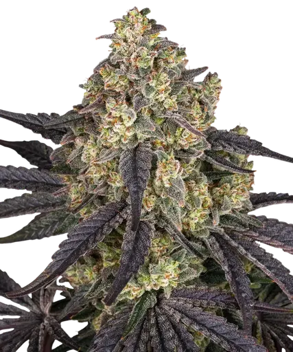 Kush Mintz | PHOTOFEM | Barneys Farm