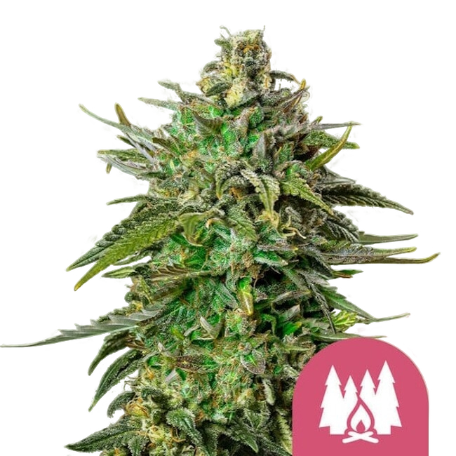 Larry OG | PHOTOFEM | Royal Queen Seeds