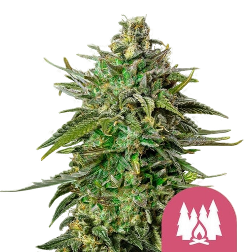 Larry OG | PHOTOFEM | Royal Queen Seeds