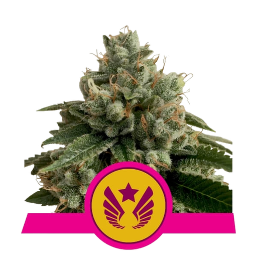 Legendary OG Punch | PHOTOFEM | Royal Queen Seeds